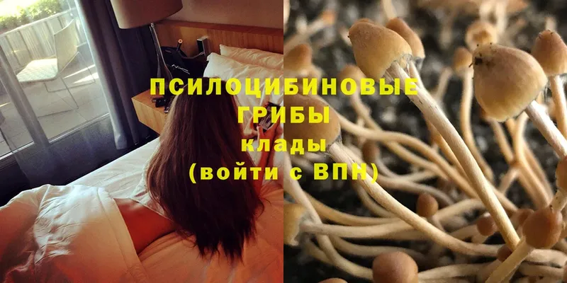 Галлюциногенные грибы Psilocybe  Корсаков 